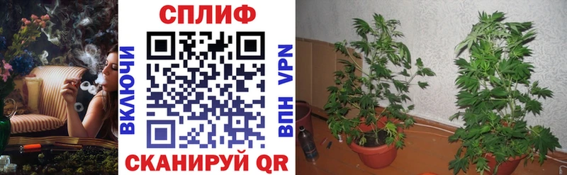 Купить  Краснообск  Бошки марихуана White Widow 